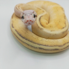 Королевский питон Super Pastel Puma 2