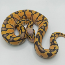Королевский питон Super Pastel Enchi 100% DH Hypo Clown, 50% phet Rainbow