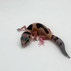 Гемитеконикс White Out Zulu het Amel, het patternless