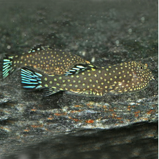 Гастромизон синехвостый SK3 (Gastromyzon sp. "SK03")