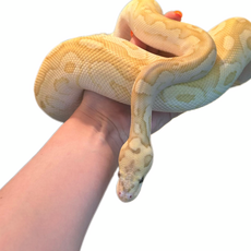 Королевский питон Banana lesser clown, S-M (Германия)