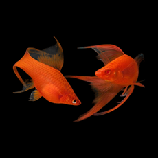 Меченосец Рубин вилочный L (Xiphophorus hellerii var.)