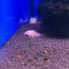 Сом коридорас Штерба альбинос (Corydoras sterbai)