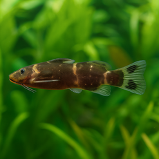 Сом Микросинодонтис беттеса (Microsynodontis batesii)