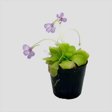 Жирянка (Pinguicula tina)