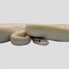 Королевский питон Super Mojave самка L