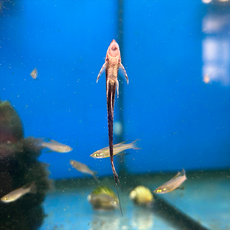 Сом Стурисома золотистая (Sturisomatichthys aureum)