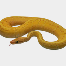 Королевский питон Banana Pinstripe het pied M
