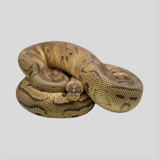 Королевский питон pastel phantom clown