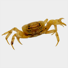 Краб банановый (Terrathelphusa sp. Kaufen)