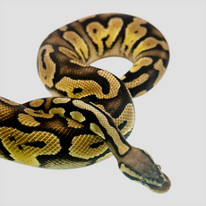 Королевский питон pastel phantom get clown
