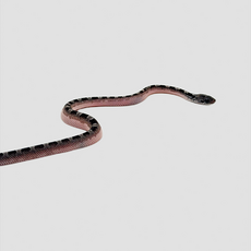 Полоз маисовый Granite (blood red anery) pied sied