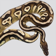 Королевский питон pastel mojave yellow belly