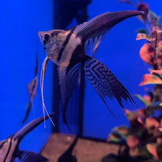 Скалярия получерная вуалевая (Pterophyllum scalare)