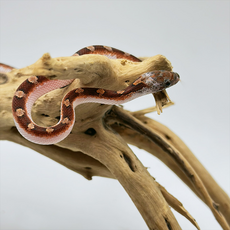 Полоз маисовый Blood Red pied sided
