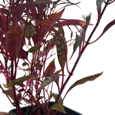 Альтернантера сидячая P7 (Alternanthera sessilis)