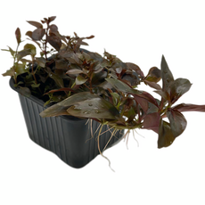 Людвигия красная P8 (Ludwigia natans Super Red)