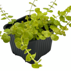 Вербейник монетчатый Aurea P8 (Lysimachia nummularia Aurea)