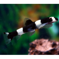 Боция панда (Protomyzon pachychilus)