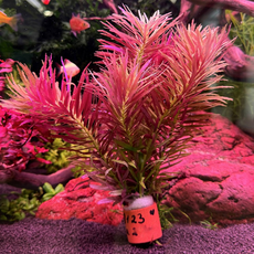 Лимнофила ароматика (с грузом) (Limnophila aromatica)