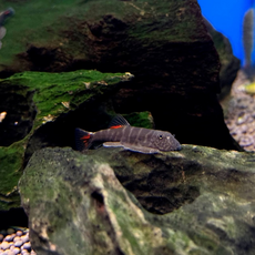 Гастромизон "Кровавая Мэри" (Gastromyzon sp. Lamandau)