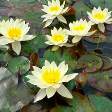 Нимфея Pygmaea Helvola желтая (Nymphaea Pygmaea Helvola) (пророщенная)