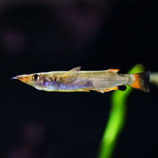 Номорамфус лима (Nomorhamphus liemi)