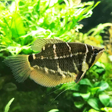 Гурами шоколадный крестовый (Sphaerichthys selatanensis)