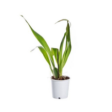 Орхидея (Bulbophyllum lasiochilum), S