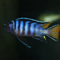 Псевдотрофеус элонгатус (Pseudotropheus elongatus)