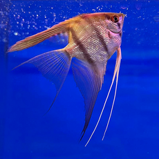 Скалярия зебра вуалевая (M) (Pterophyllum scalare var.)