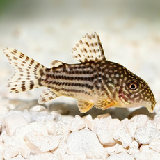 Сом коридорас Штерба L (Corydoras sterbai)