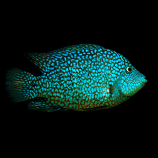 Цихлазома бриллиантовая (M) (Herichthys cyanoguttatus)