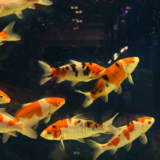 Карп кои микс Шова, Санке, Кохаку, Широ (Cyprinus Carpio)