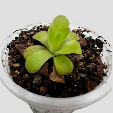 Жирянка (Pinguicula martinezil)