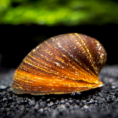 Улитка неритина красногубая (Neritina sp.)