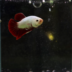 Петушок Дракон красный (Betta splendens) (самец)