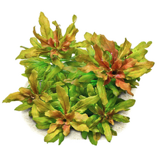 Людвигия сферокарпа (Ludwigia sphaerocarpa) (меристема) Тайланд