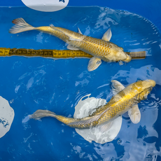 Карп кои Ямабуки L (Cyprinus carpio)