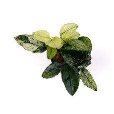 Анубиас бартера Пинто (Anubias barteri var. nana Pinto) (в горшке)