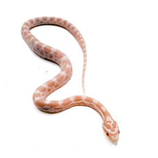 Полоз маисовый Pastel Snow