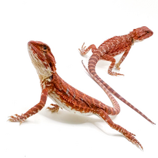 Агама бородатая Dark Red