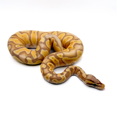 Королевский питон Banana GHI Enchi