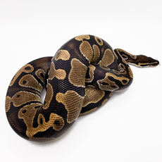 Королевский питон Yellow belly, S-M (Германия)