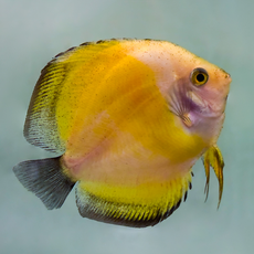 Дискус Мальборо желтый (Symphysodon aequifasciatus)