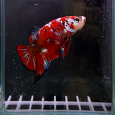Петушок плакат Галактика красный (самец) (Betta splendens varr.Plakat)