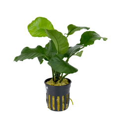 Анубиас бартера изумрудный (в горшке) (Anubias Barteri Emerald Bloom)