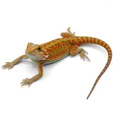 Агама бородатая hypo TRANSLUCENT М