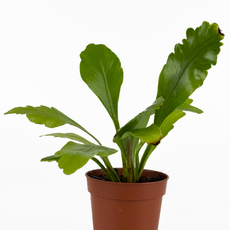 Асплениум (Asplenium nidus Campio)