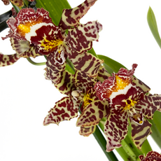 Орхидея камбрия (Orchidaceae cambria) 15'